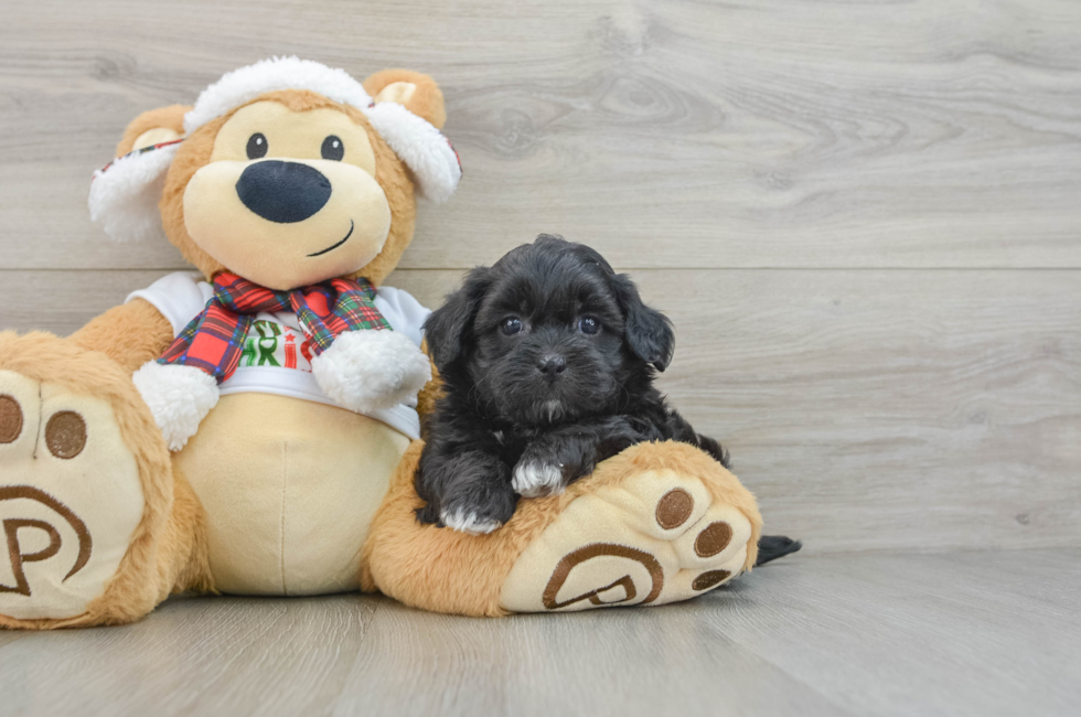 5 week old Shih Poo Puppy For Sale - Simply Southern Pups