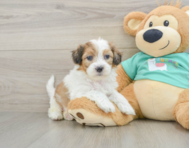 7 week old Shih Poo Puppy For Sale - Simply Southern Pups