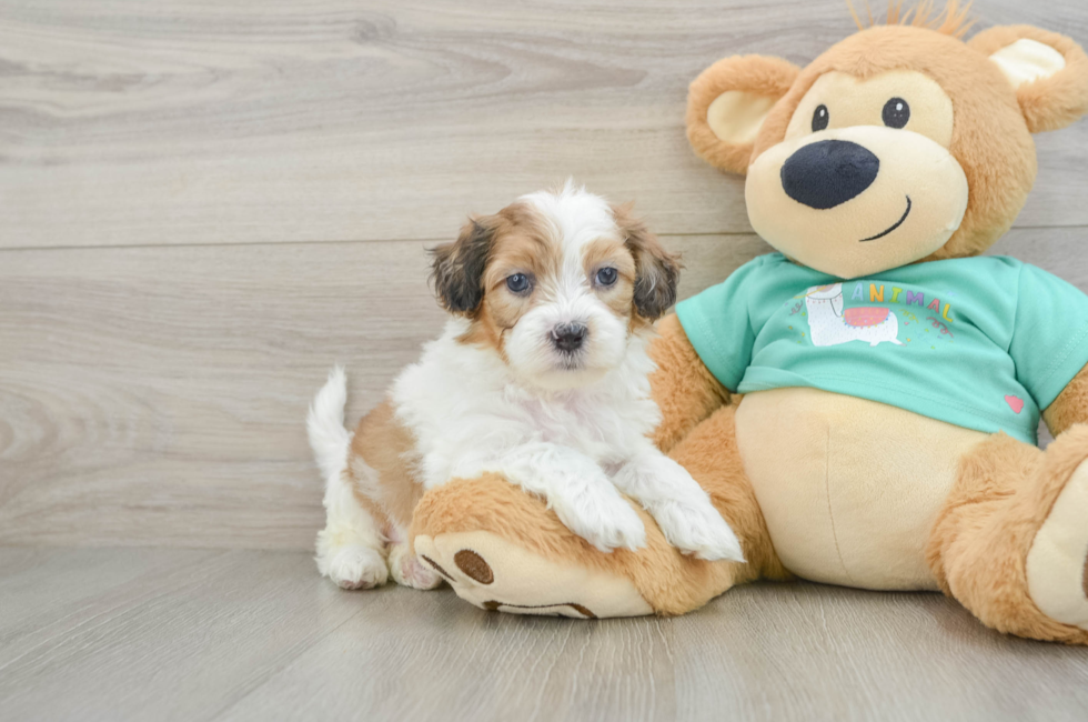 6 week old Shih Poo Puppy For Sale - Simply Southern Pups