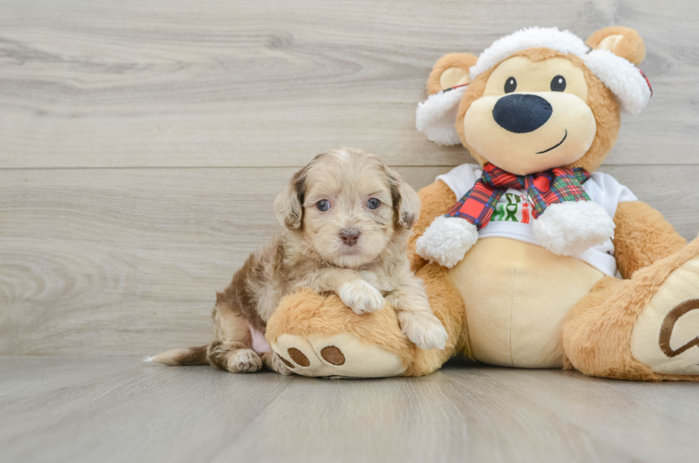 5 week old Shih Poo Puppy For Sale - Simply Southern Pups