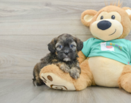 8 week old Shih Poo Puppy For Sale - Simply Southern Pups