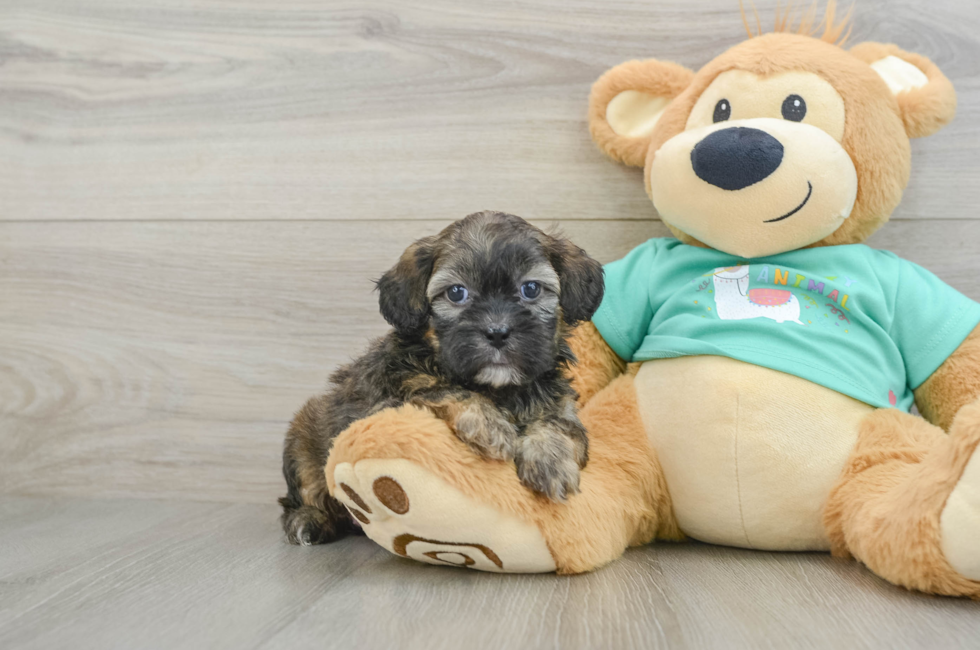 6 week old Shih Poo Puppy For Sale - Simply Southern Pups