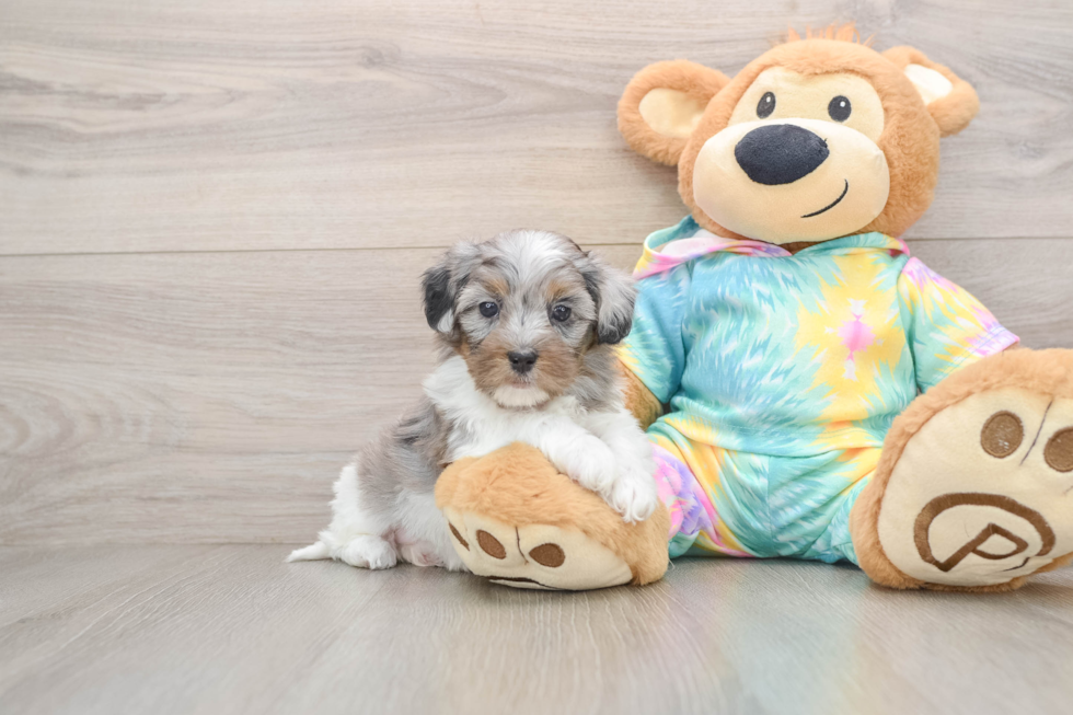 Smart Shih Poo Poodle Mix Pup