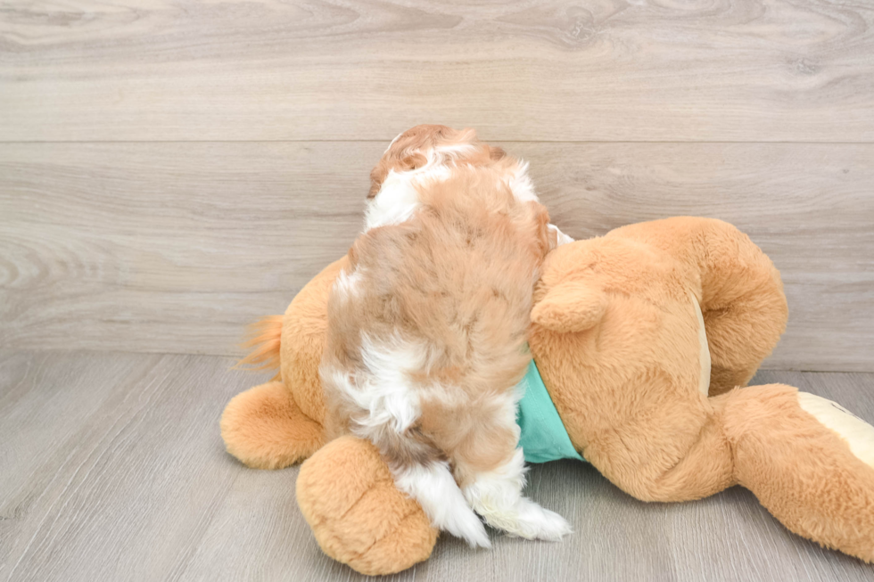 Best Shih Poo Baby