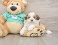 7 week old Shih Poo Puppy For Sale - Simply Southern Pups