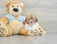 8 week old Shih Poo Puppy For Sale - Simply Southern Pups