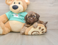 7 week old Shih Poo Puppy For Sale - Simply Southern Pups