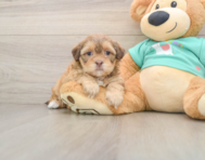 7 week old Shih Poo Puppy For Sale - Simply Southern Pups