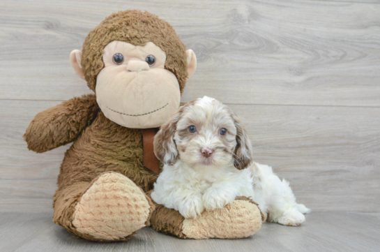 Best Shih Poo Baby