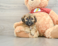 8 week old Shih Poo Puppy For Sale - Simply Southern Pups