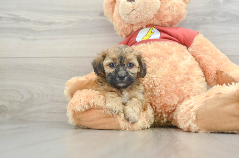 8 week old Shih Poo Puppy For Sale - Simply Southern Pups