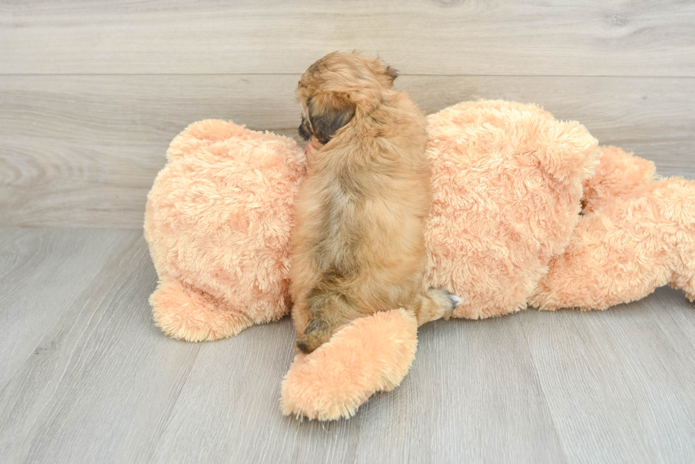 Petite Shih Poo Poodle Mix Pup