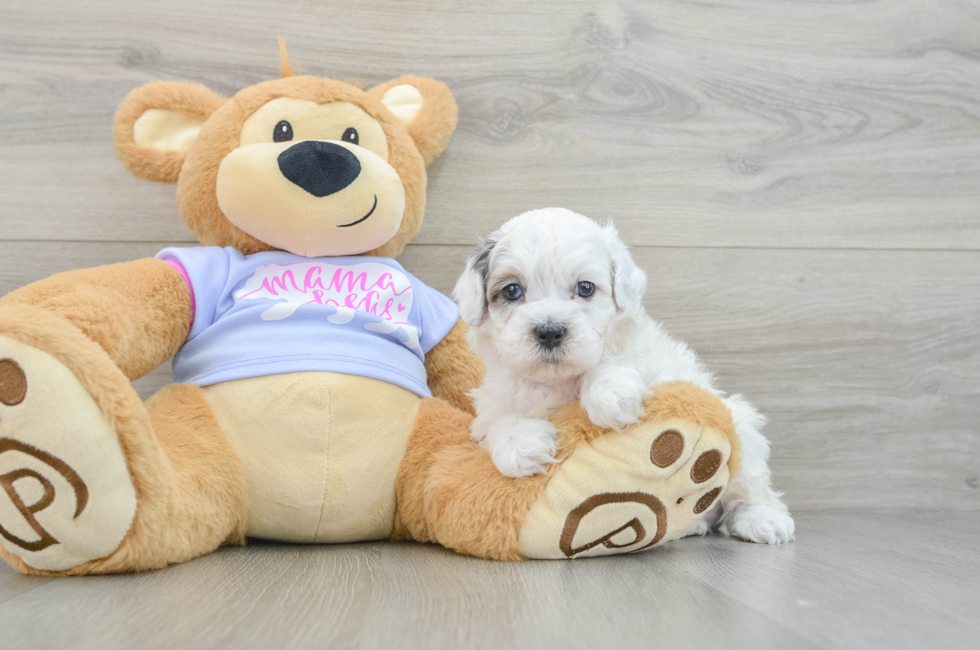 6 week old Shih Poo Puppy For Sale - Simply Southern Pups