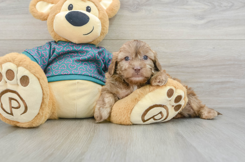 7 week old Shih Poo Puppy For Sale - Simply Southern Pups