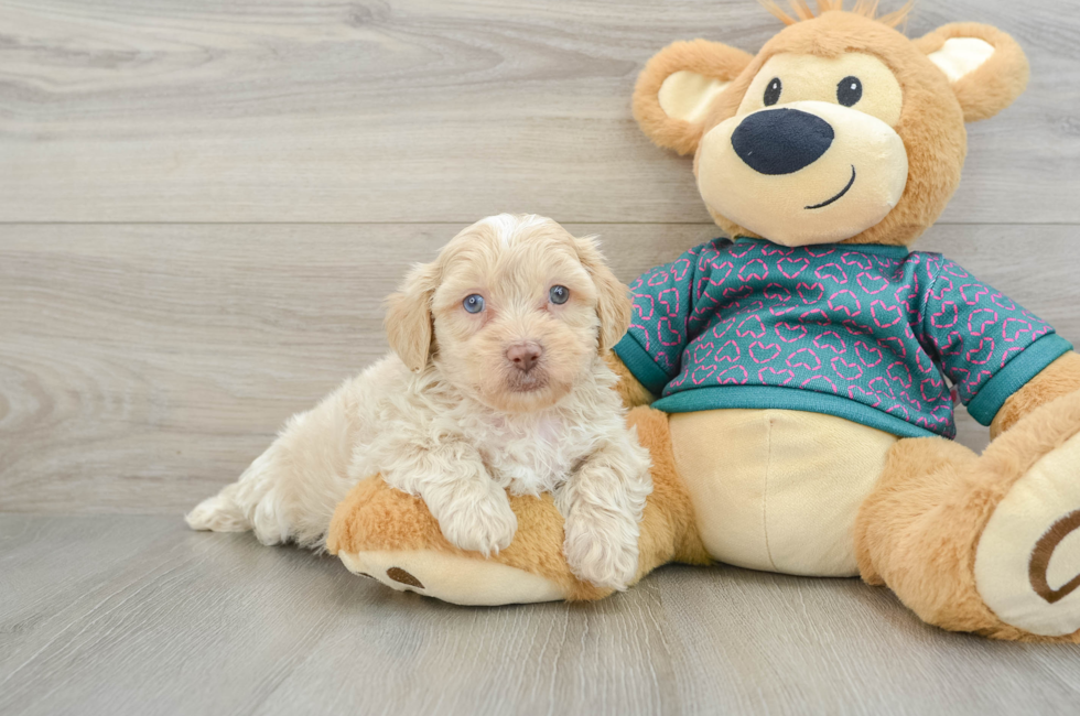 7 week old Shih Poo Puppy For Sale - Simply Southern Pups