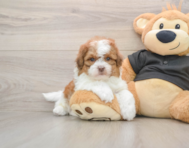 5 week old Shih Poo Puppy For Sale - Simply Southern Pups