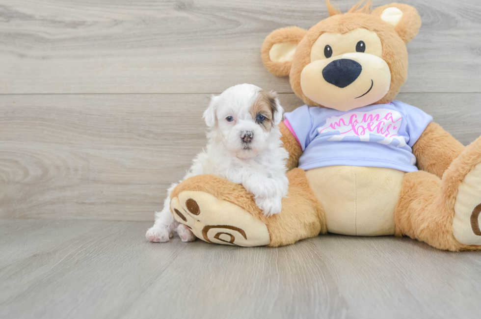 6 week old Shih Poo Puppy For Sale - Simply Southern Pups