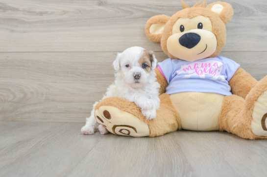 Funny Shih Poo Poodle Mix Pup