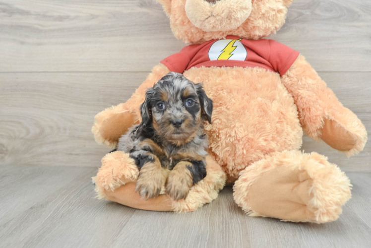 Cute Shih Poo Baby