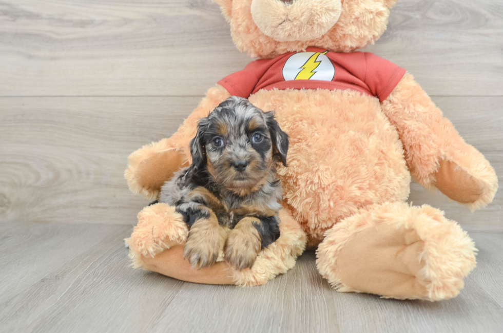 8 week old Shih Poo Puppy For Sale - Simply Southern Pups