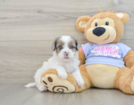 9 week old Shih Poo Puppy For Sale - Simply Southern Pups