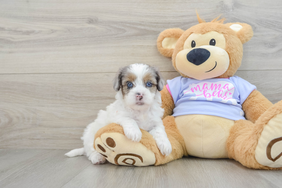 Hypoallergenic Shihpoo Poodle Mix Puppy