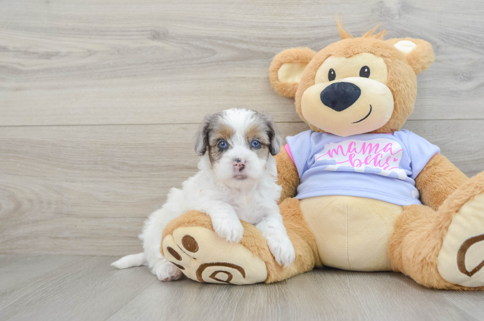 6 week old Shih Poo Puppy For Sale - Simply Southern Pups