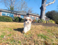 12 week old Shih Poo Puppy For Sale - Simply Southern Pups