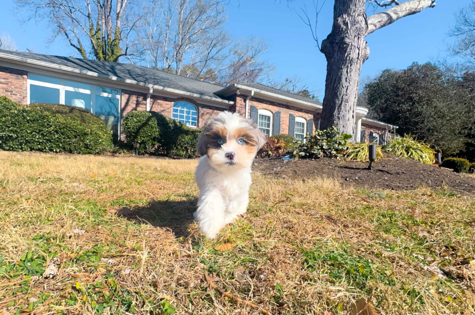 12 week old Shih Poo Puppy For Sale - Simply Southern Pups