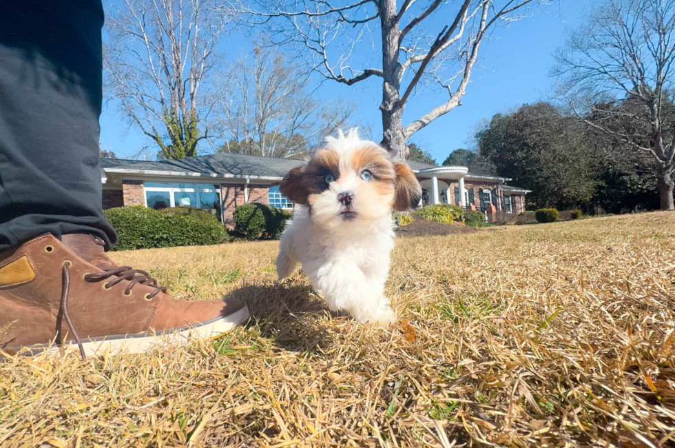 11 week old Shih Poo Puppy For Sale - Simply Southern Pups