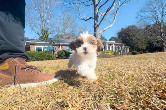 Cute Shih Poo Poodle Mix Pup