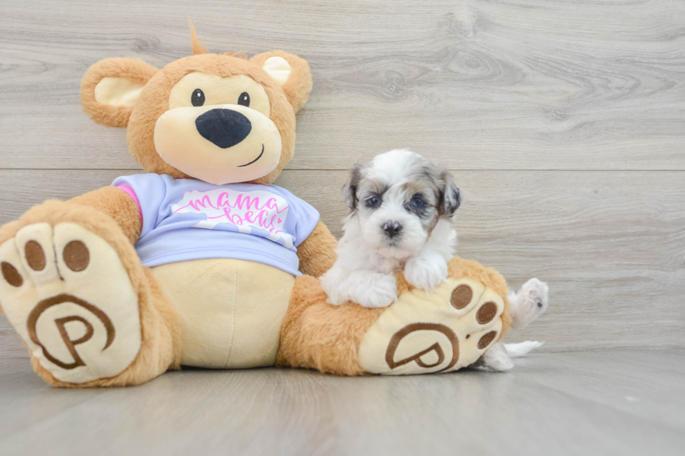 Adorable Shihpoo Poodle Mix Puppy