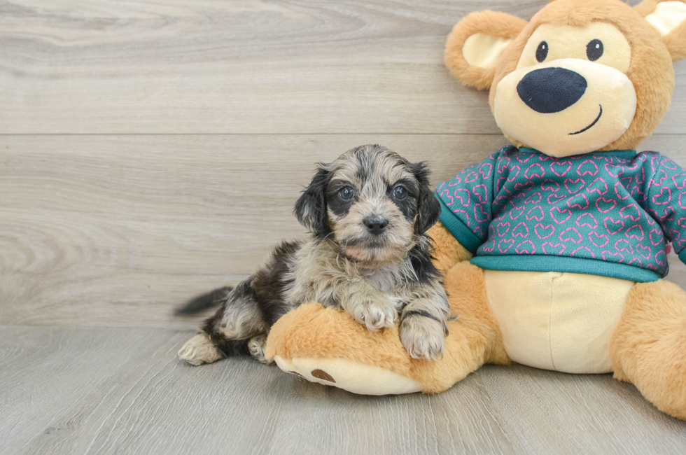 7 week old Shih Poo Puppy For Sale - Simply Southern Pups