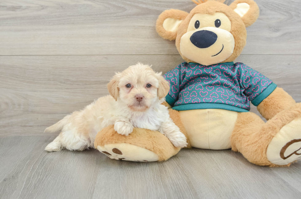 7 week old Shih Poo Puppy For Sale - Simply Southern Pups