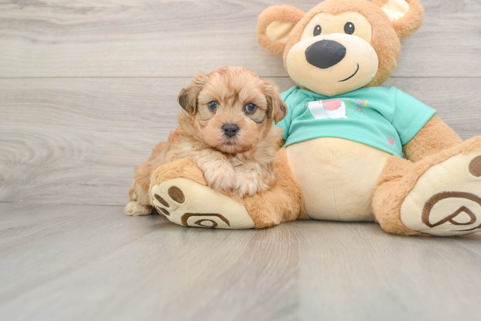 Smart Shih Poo Poodle Mix Pup