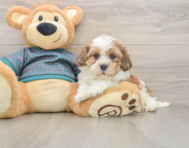 7 week old Shih Poo Puppy For Sale - Simply Southern Pups
