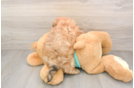 Popular Shih Poo Poodle Mix Pup