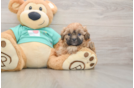 Shih Poo Pup Being Cute