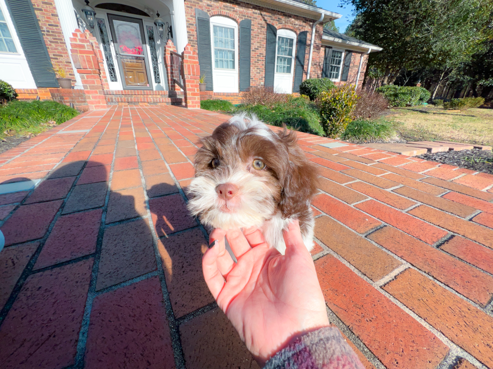 Cute Shih Poo Baby