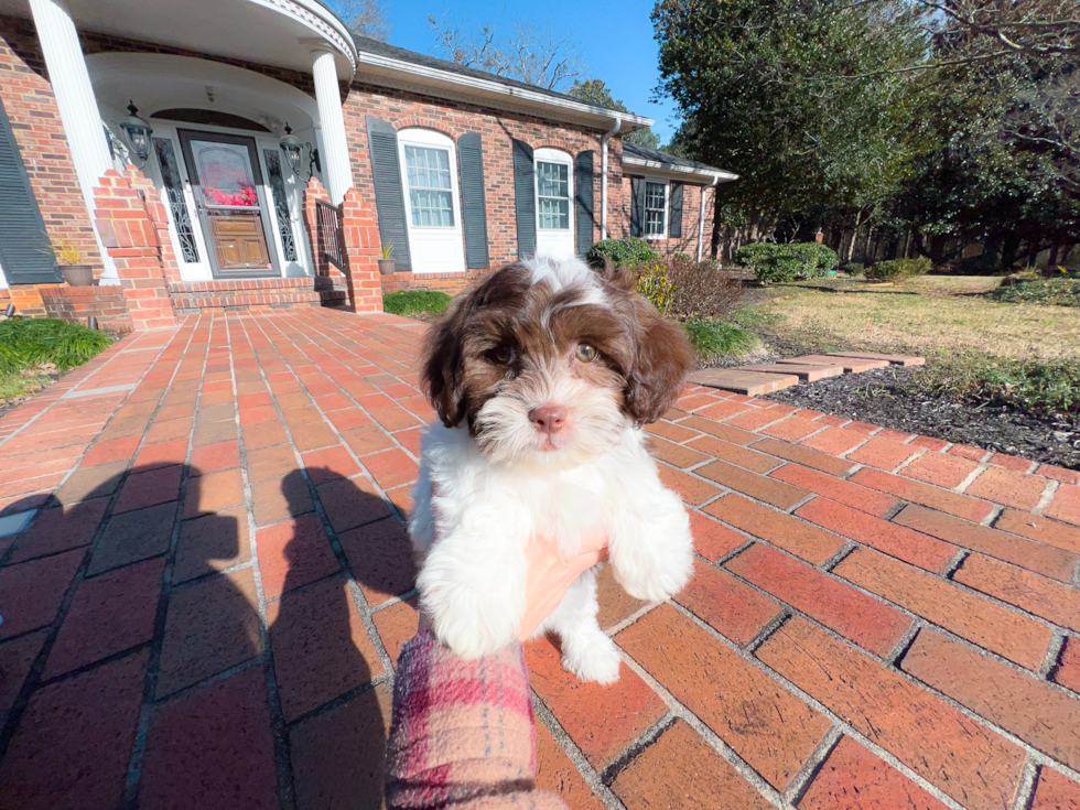 Cute Shih Poo Baby