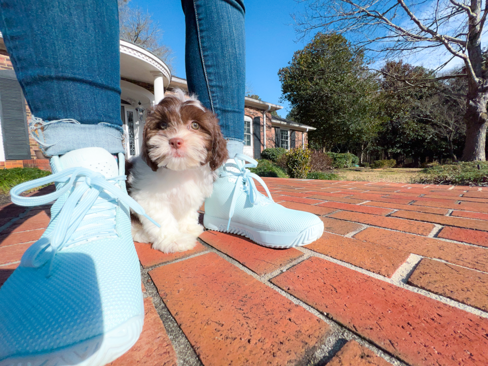 Shih Poo Pup Being Cute