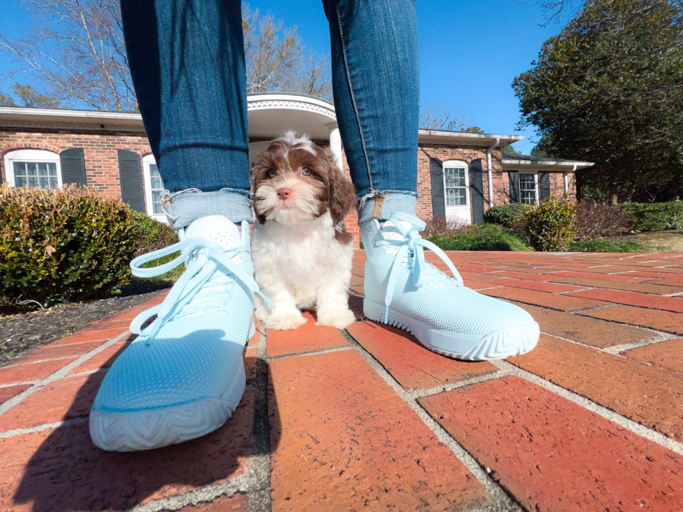 Cute Shih Poo Poodle Mix Pup