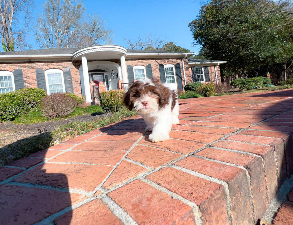 Shih Poo Puppy for Adoption