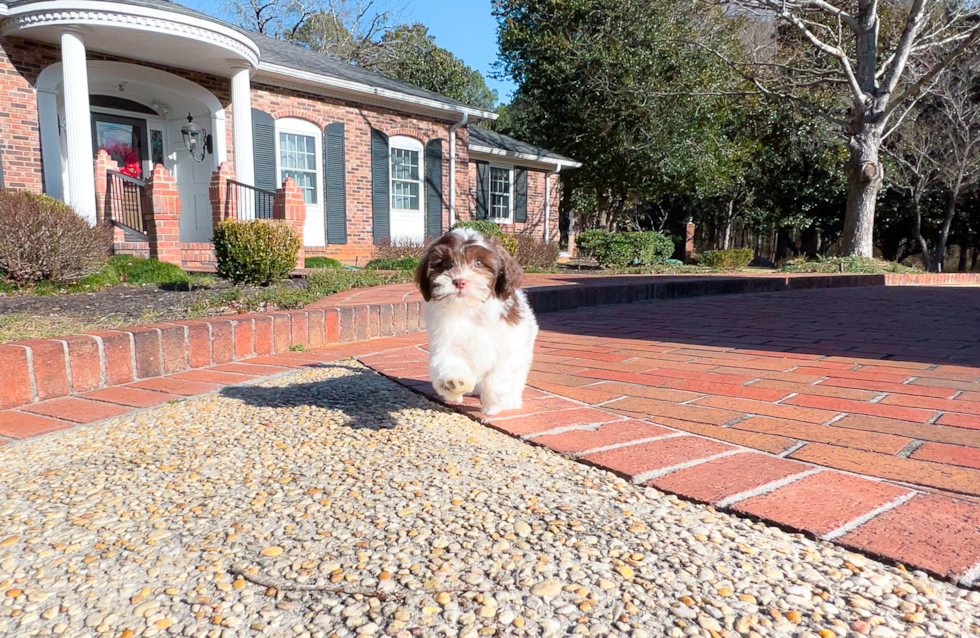 Shih Poo Puppy for Adoption