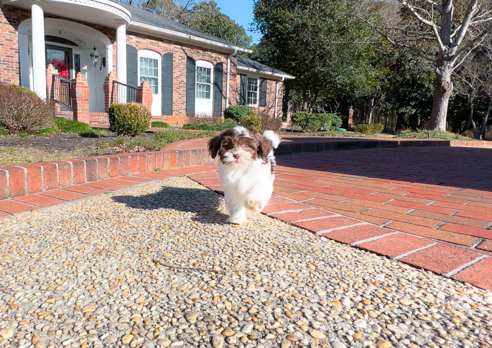 Best Shih Poo Baby