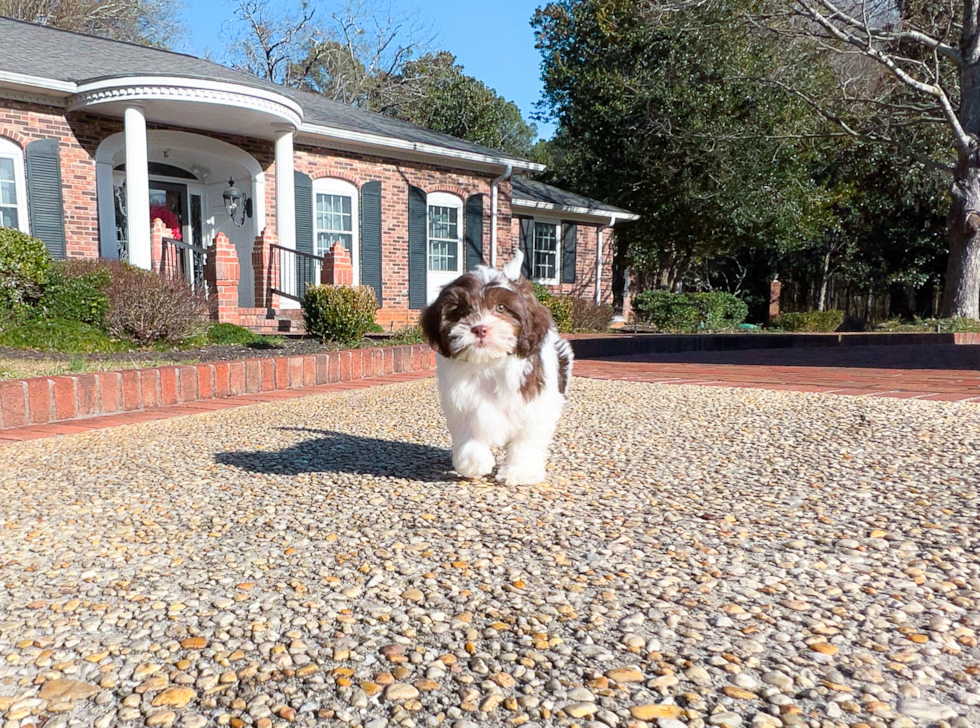 Shih Poo Pup Being Cute