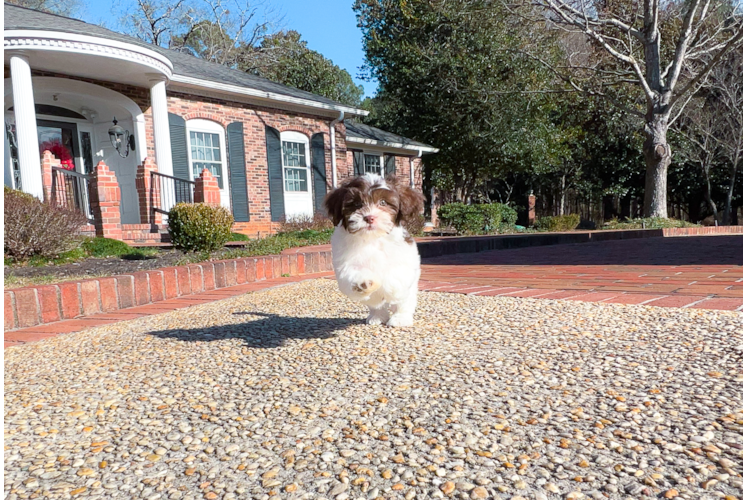 Cute Shih Poo Poodle Mix Puppy