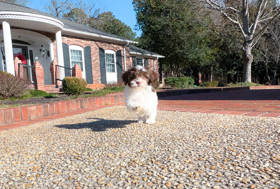 Cute Shih Poo Poodle Mix Puppy