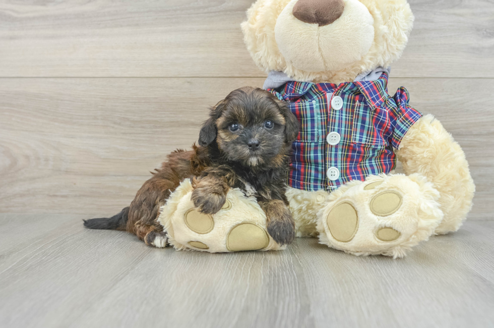 7 week old Shih Poo Puppy For Sale - Simply Southern Pups