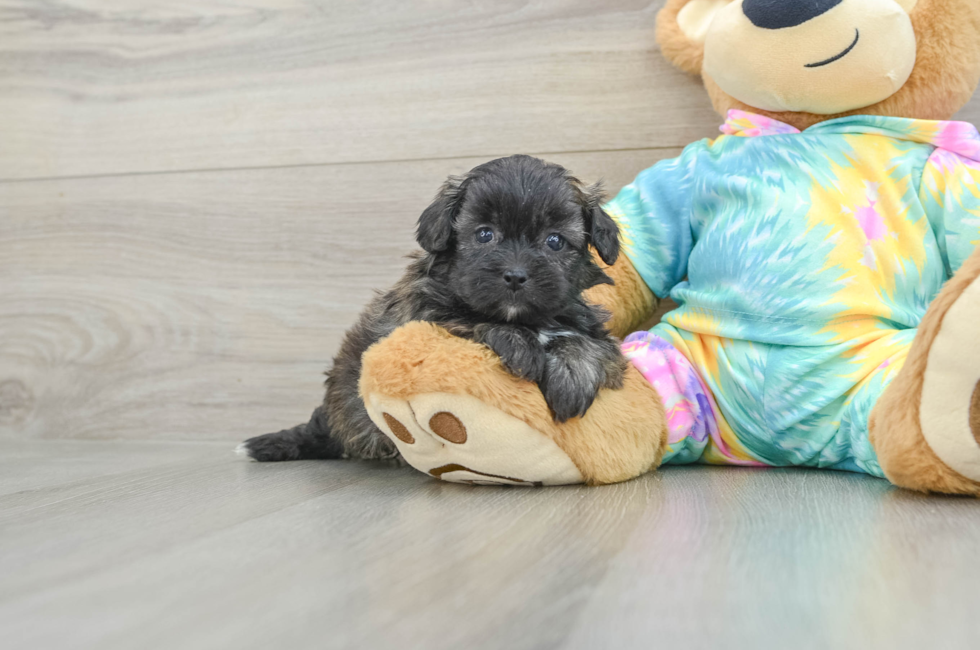 5 week old Shih Poo Puppy For Sale - Simply Southern Pups
